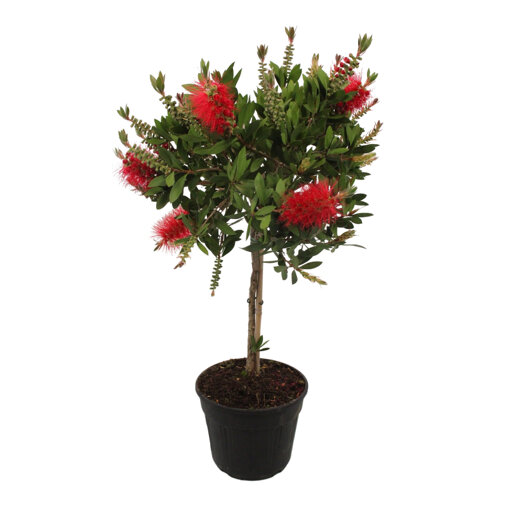 Callistemon op stam